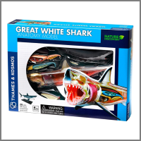 Great White Shark Anatomy Kit